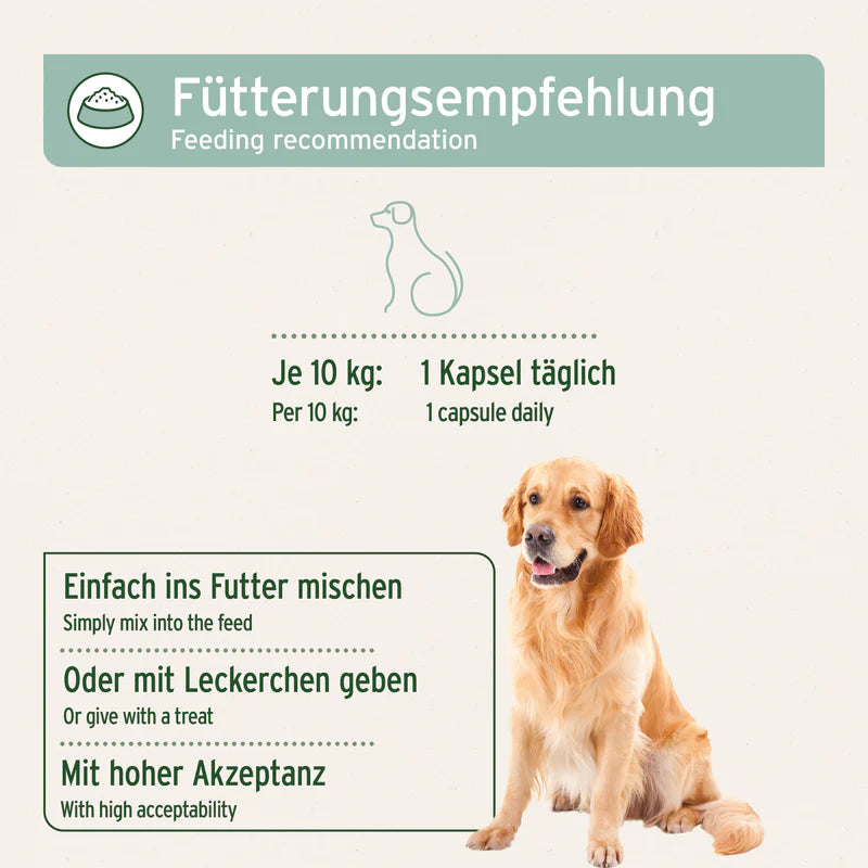 AniForte® Grünlippmuschel Kapseln für Hunde – Natürliche Gelenkunterstützung (100 / 300 Stk.)