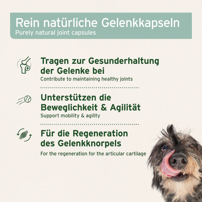 AniForte® Grünlippmuschel Kapseln für Hunde – Natürliche Gelenkunterstützung (100 / 300 Stk.)