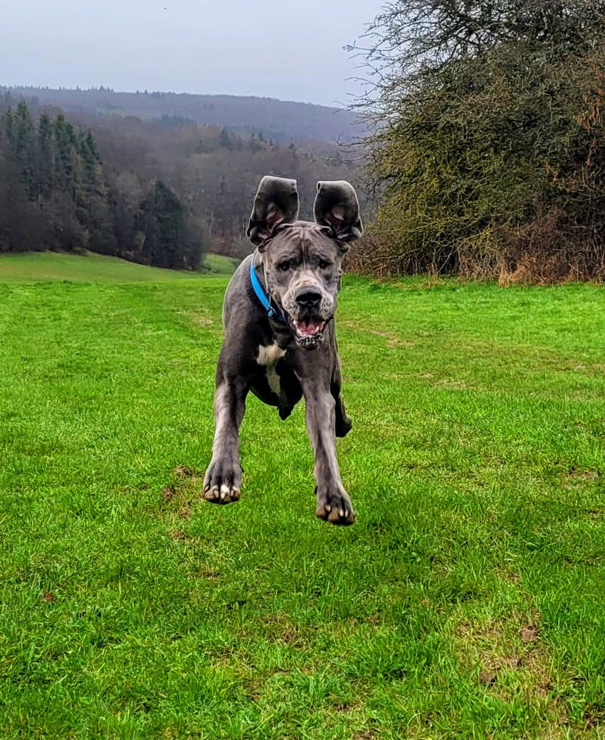 Hundespielzeug